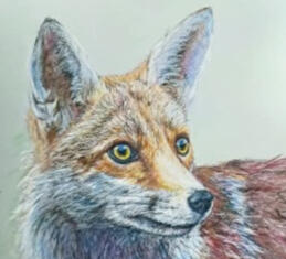 Black Sox the Fox colour pencil on drafting film. Ref Gez Robinson SOLD