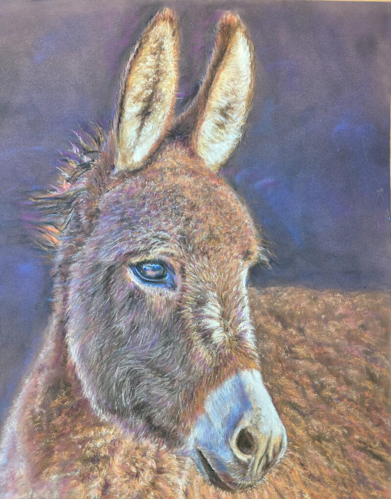 A pastel drawing of a fluffy donkey on a dark background from a Jason Morgan tutorial. A4 size. By Sue Ryder Sue's Stones and Fine Art