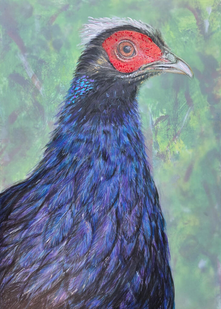 Edwards pheasant colour pencil and acrylic on drafting film with an underpainting beneath the film