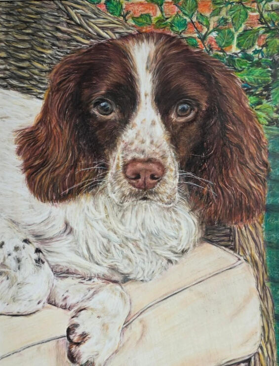 Spaniel drawing in colour pencil